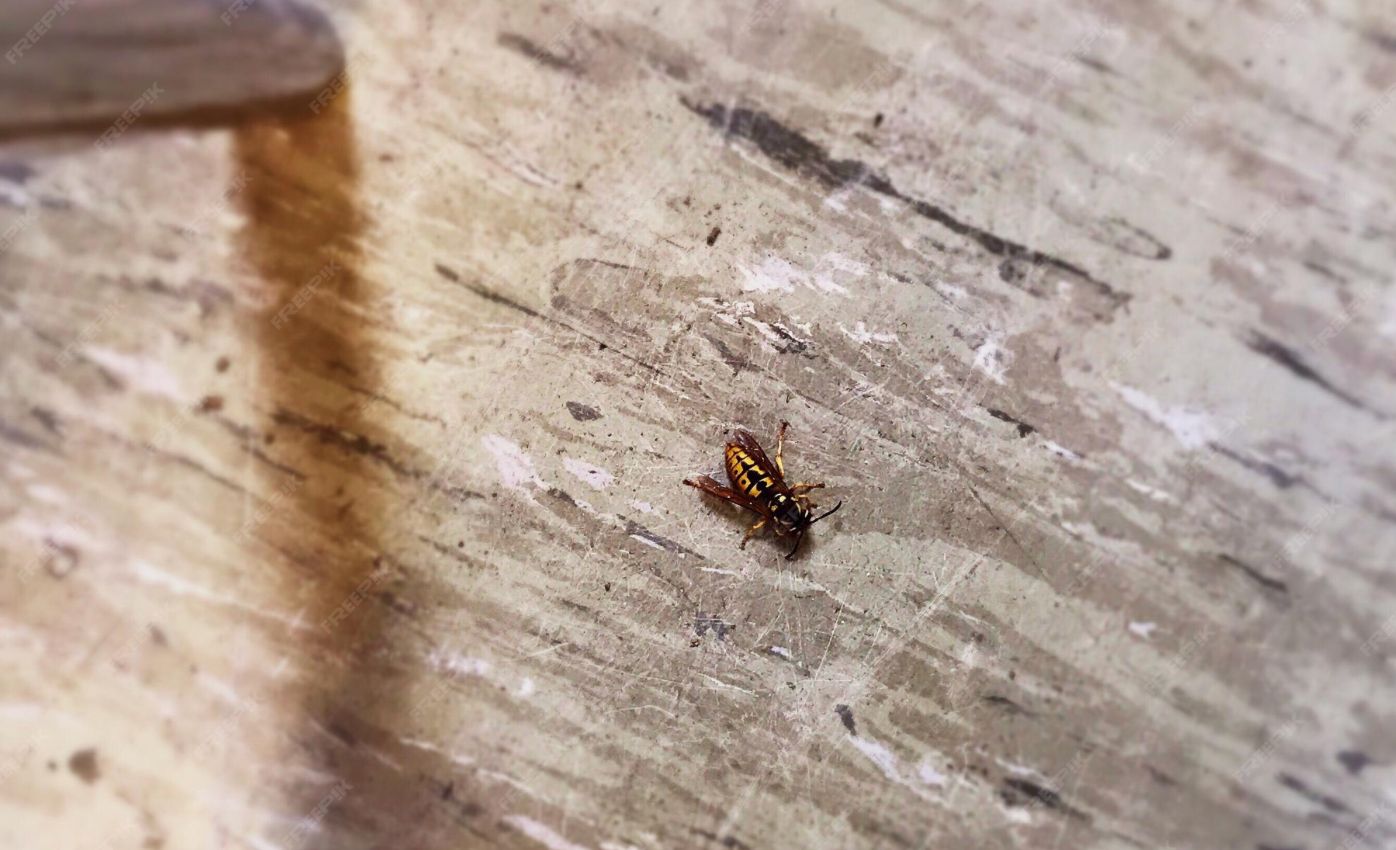 Termite (WDO) Inspections